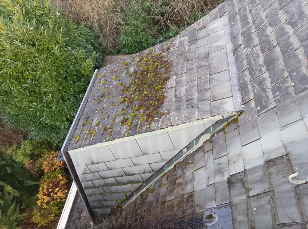 Gros plan sur les lichens incrustés sur une tuile